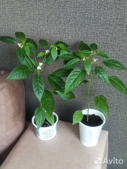 Рассада комнатный острый перец