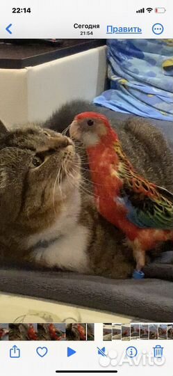 Попугай розелла пестрая