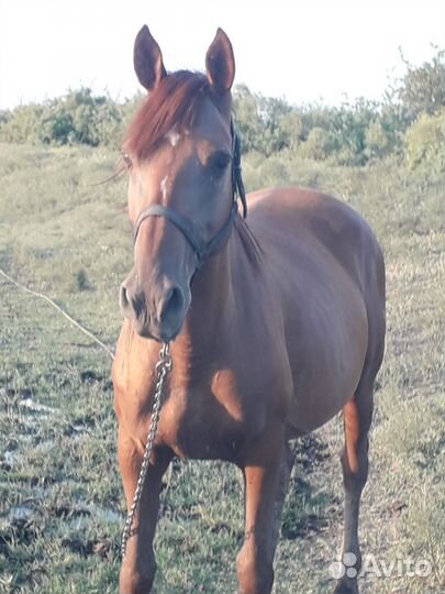 Кобыла с жеребенком