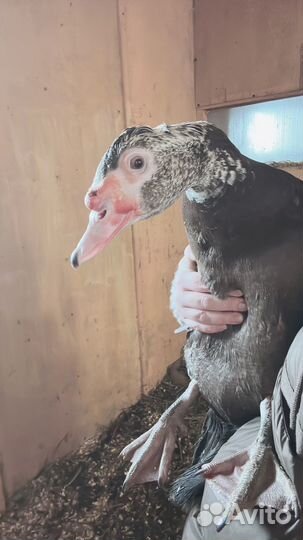 Обмен индоСелезня