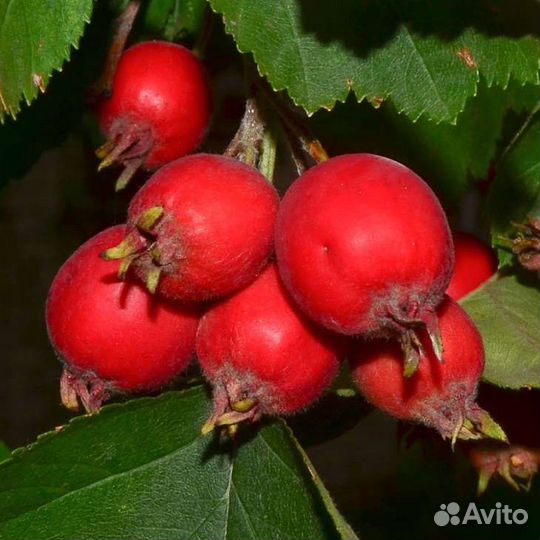 Саженцы боярышника