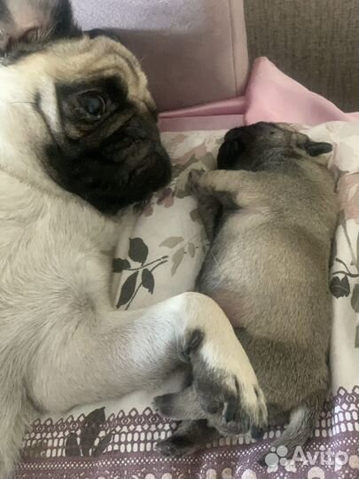 Передержка животных