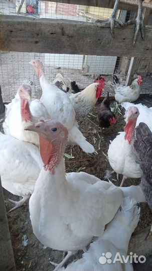 Домашняя птица