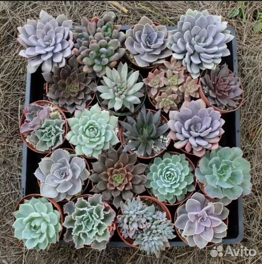 Комнатные цветы