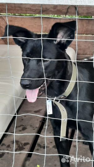 Собака в добрые руки щенок