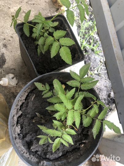 Тибетская малина саженцы