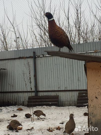 Птица фазан