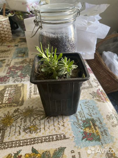 Лаванда саженцы