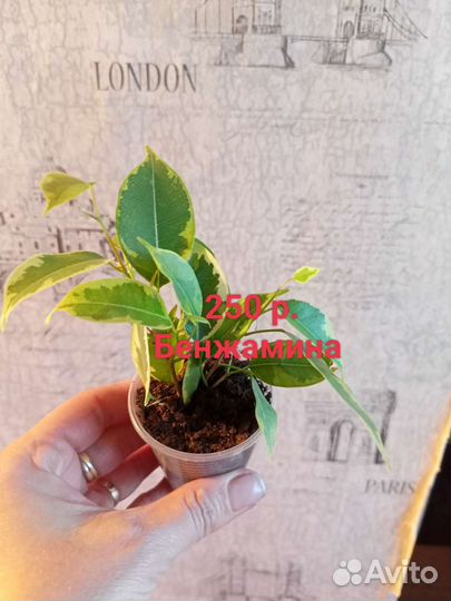 Комнатные растения