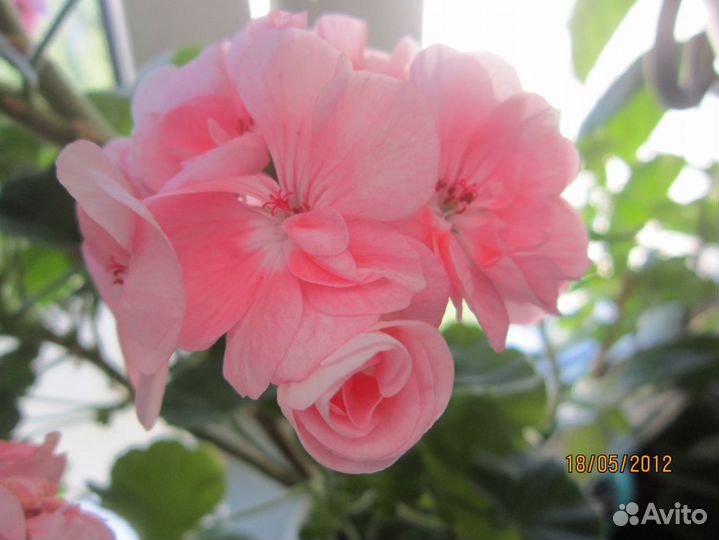 Фуксия сорт loco silk и Dollar Princess