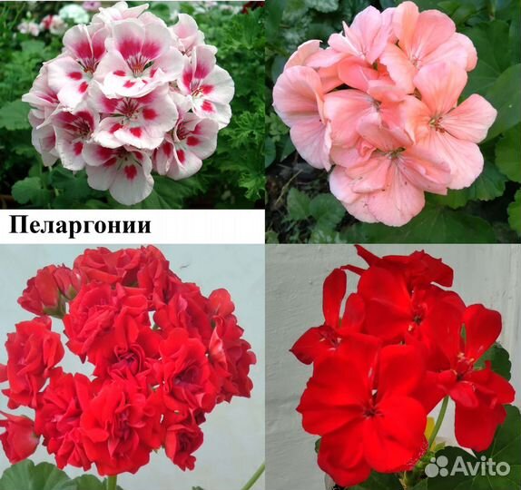 Комнатные цветы