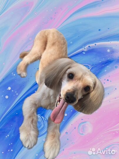 Стрижка/Груминг собак. Фиксированная стоимость