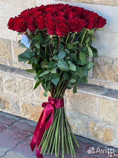 101 51 голландия роза