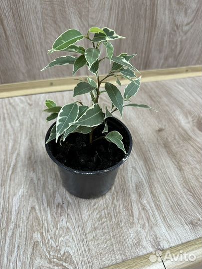 Фикус бенджамина