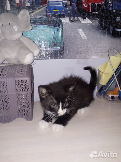 Отдам бесплатно милых котят