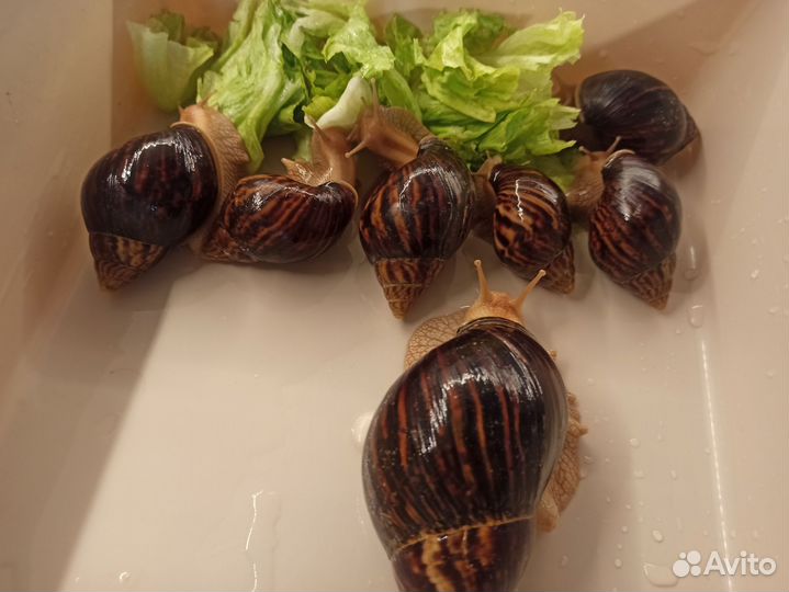 Улитки ахатины имакулята