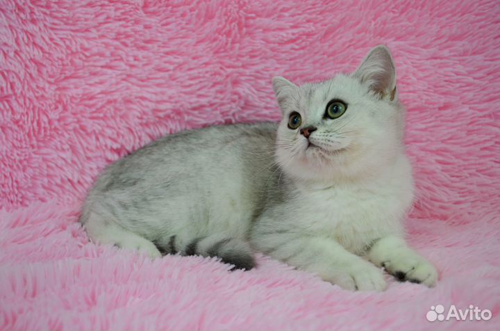 Британская золотая шиншилла ny24 Котик мальчик