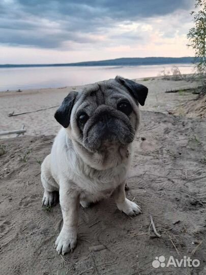 Мопс вязка мальчик