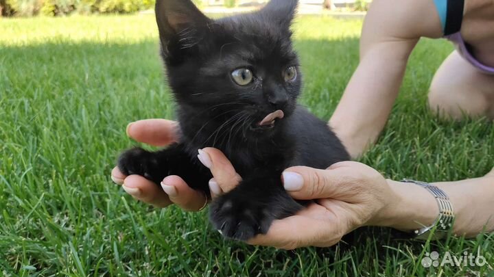 Кошка в дар