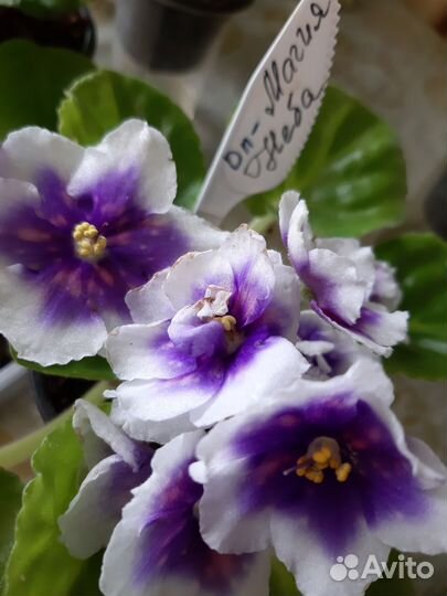 Детки сортовых фиалок
