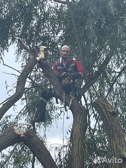 Спил деревьев/Расчистка учасклв