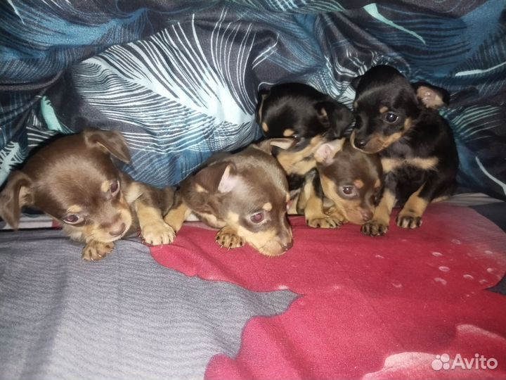 Щенки русского той терьера