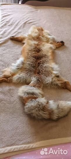 Лисья шкура