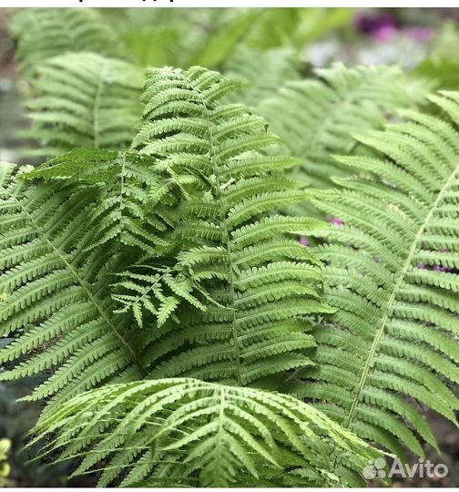 Папоротник садовый