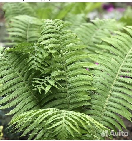 Папоротник садовый