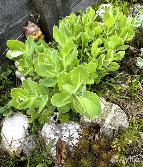 Очитки садовые