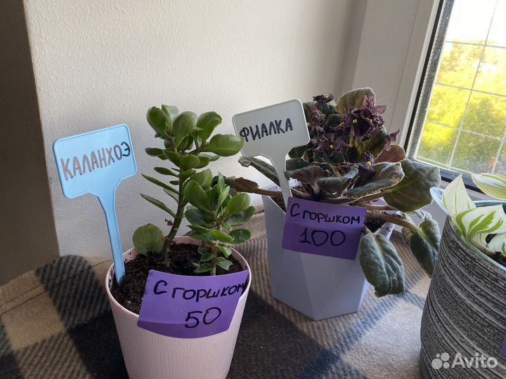 Комнатные растения