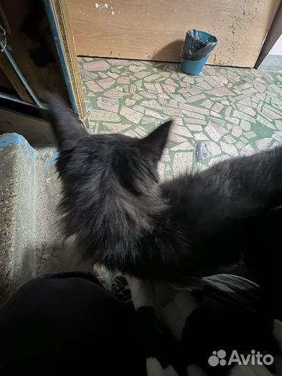 Черный котенок, девочка