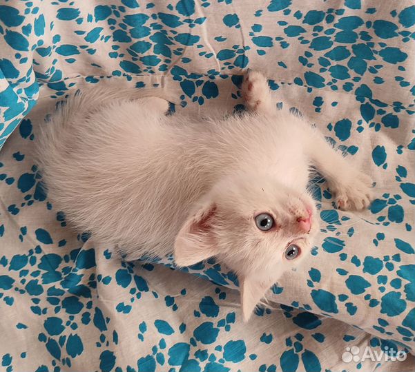 Белый котенок