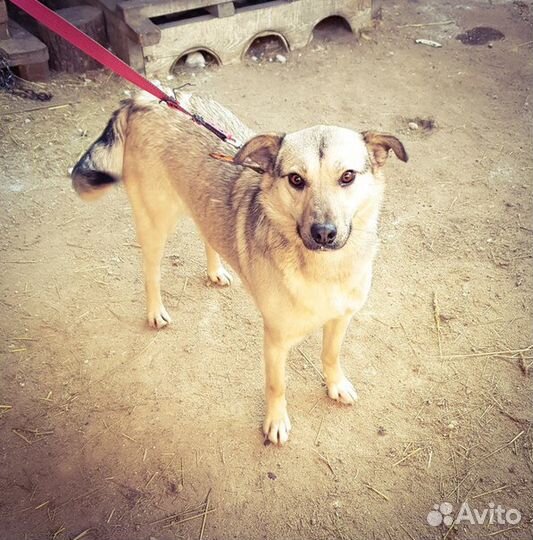 Чудесная собака