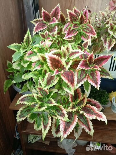 Колеусы и традесканция Рео