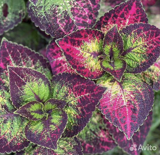 Оксалис сортовой кислица комнатные цветы