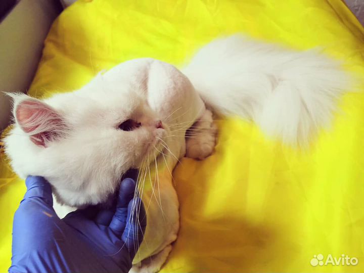 Стрижка котов и кошек. Выезд