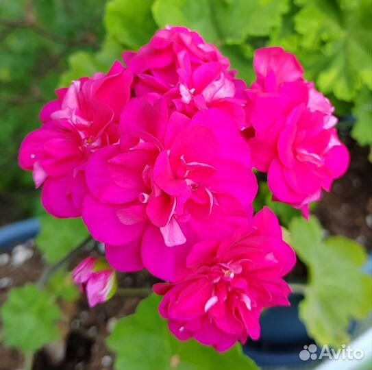 Пеларгонии сортовые