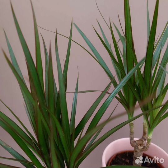 Драцена Комнатные растения Доставка растений