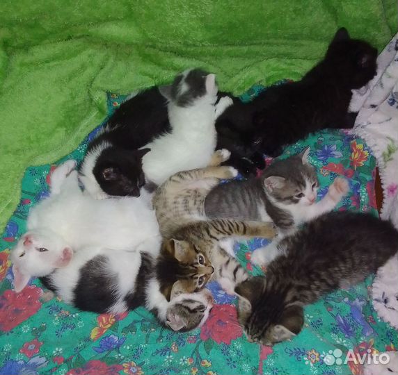 Котята в добрые руки