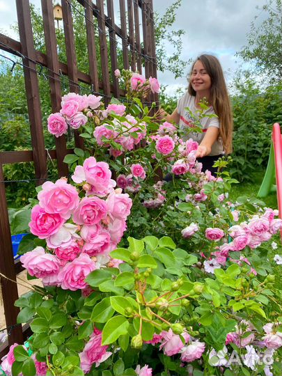 Плетистая роза Жасмина (Jasmina)