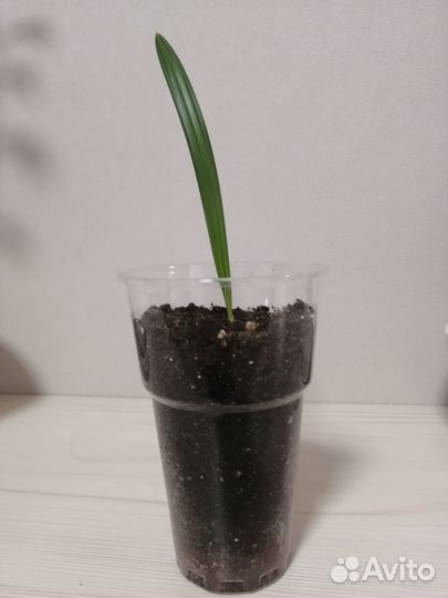 Финиковая пальма