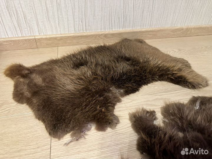 Шкурки дикого зверя
