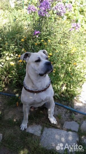 Кабель Ка де бо (вязка)