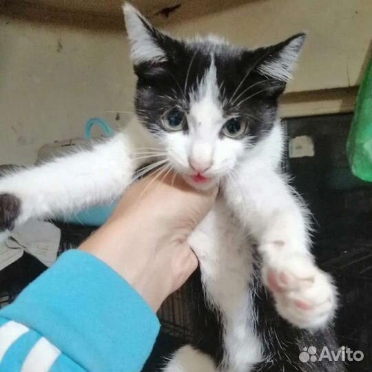 Кошка в дар