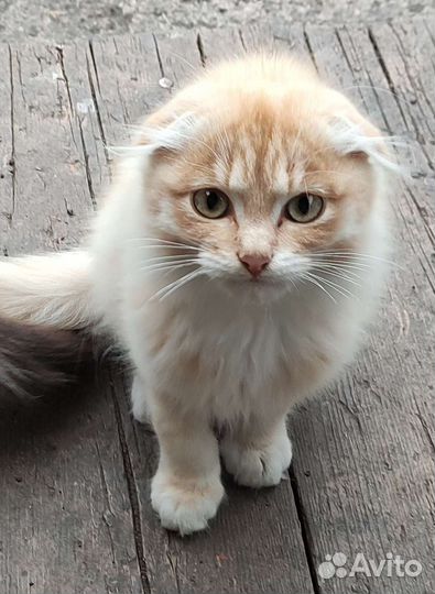 Котята в добрые руки бесплатно