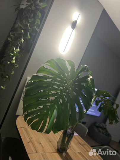 Монстера деликатесная