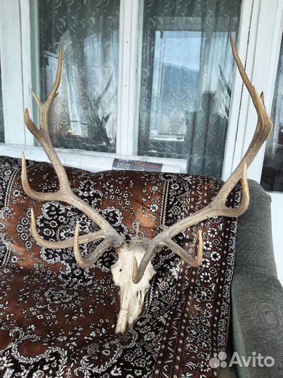 Продам рога оленя