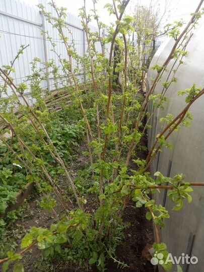 Саженцы малины не ремонтантной