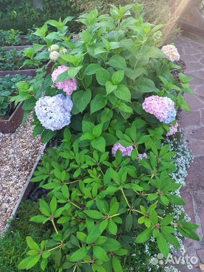 Гортензия крупнолистная